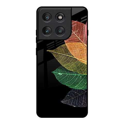Colorful Leaves Motorola Edge 60 Pro Glass Back Cover Online