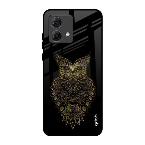 Golden Owl Motorola G84 5G Glass Back Cover Online