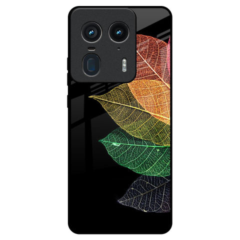 Colorful Leaves Motorola Edge 50 Ultra 5G Glass Back Cover Online