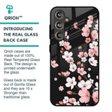 Black Cherry Blossom Glass Case for Samsung Galaxy F55 5G