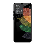 Colorful Leaves Motorola Edge 40 Neo Glass Back Cover Online