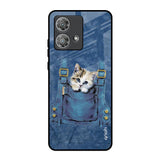 Kitty In Pocket Motorola Edge 40 Neo Glass Back Cover Online