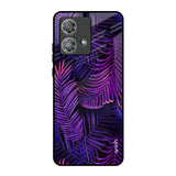 Plush Nature Motorola Edge 40 Neo Glass Back Cover Online